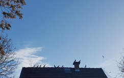 Galambok a háztetőn