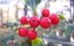 Branche de Houx