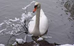 Cygne au bord du Loiret