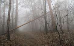 köd út erdő