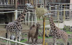 Nyíregyházi Állatkert zsiráfjai a tevével