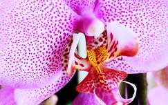 trópusi virág orchidea