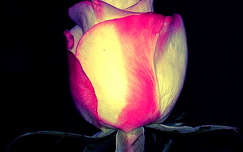 Hamvadó rózsa