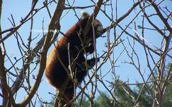 Panda roux - Zoo de Beauval