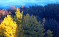 Késő ősz, erdő, köd, dombok