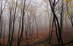 címlapfotó köd erdő