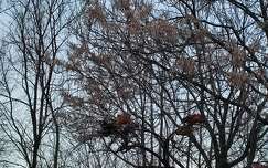 Szárnyasok a fán alszanak