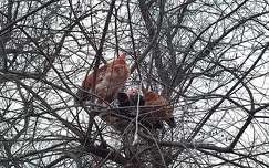 Szárnyasok alvó helye