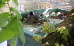 Foulque macroule sur le Loiret