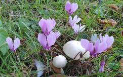 Cyclamens et champignons