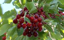 Cerises