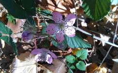 Forêt de Rambouillet - Fleurs de mûres