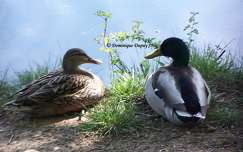 Canards colverts