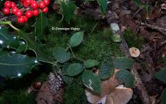 Forêt - Houx et champignons