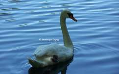Cygne sur Le Loiret