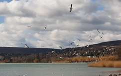Balatonalmádi, sirályok