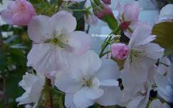 Prunus Serrulata Amanogawa