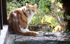 Chat -Fripon