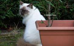 Indy - Chat