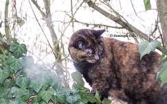 Chatte - Caramel