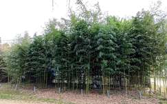Bambusznád sűrüje