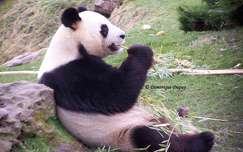 Zoo de Beauval - Panda