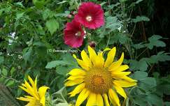 Tournesols et roses trémières