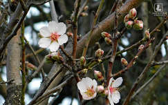 mandulafa virága, tavasz
