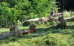 Zoo de Beauval - Guépard