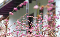 Virágzó bokor - Ciszterci Apátság Arborétum - Zirc