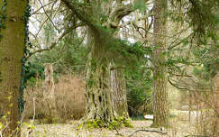 Gyertyánfa - Ciszterci Apátság Arborétum - Zirc