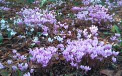 Cyclamens