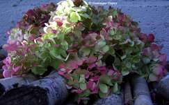 Hortensia