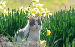 tavaszi virág nárcisz címlapfotó tavasz macska