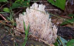 Champignon de Corail - champignon Artomyces pyxidatus