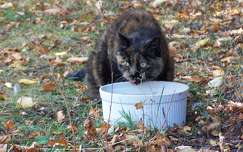 Chatte - Caramel