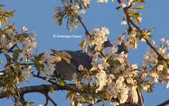 Pigeons amoureux