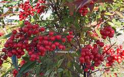 Bambou sacré nandina domestica