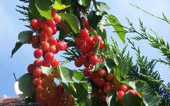 Cerises