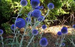 Chardons bleus