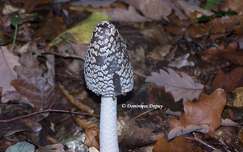 Coprin noir et blanc - Coprinopsis picacea