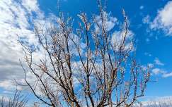 Barackfa virágzása