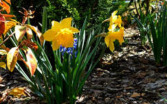 nárcisz, tavaszi virág