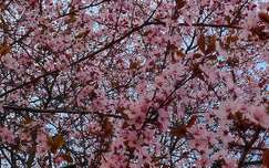 virágzó fa, rózsaszín, tavasz