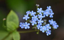 kék nefelejcs, virág