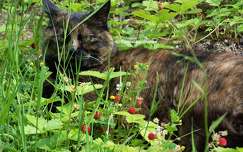Chatte - Caramel