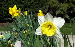 tavasz nárcisz tavaszi virág