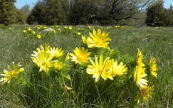 tavasz címlapfotó tavaszi virág hérics vadvirág