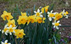 nárcisz, tavasz, tavaszi virág
