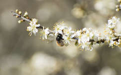 tavasz gyümölcsfavirág címlapfotó rovar